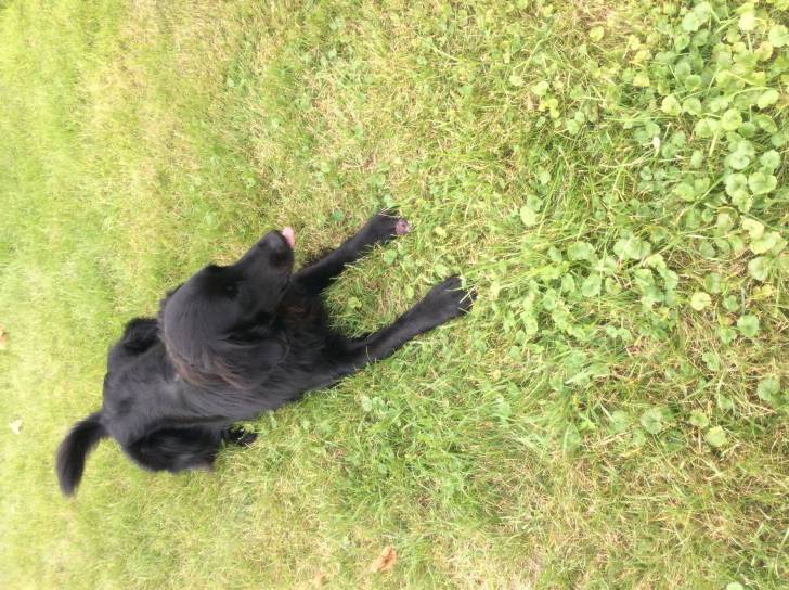 Mouska - (2 ans)