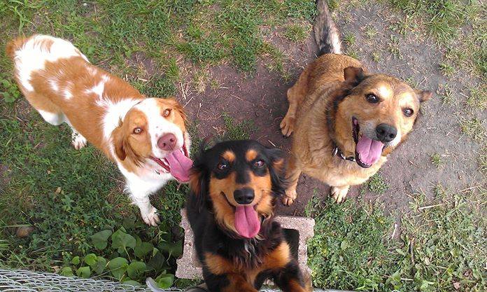 Lacy, Nikki, Rauja -