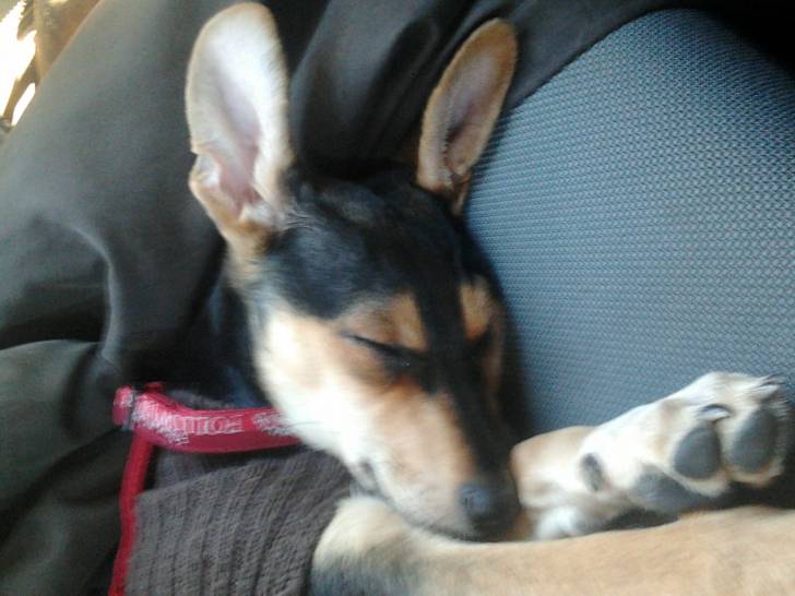 Rori cucciola - Femelle (3 mois)