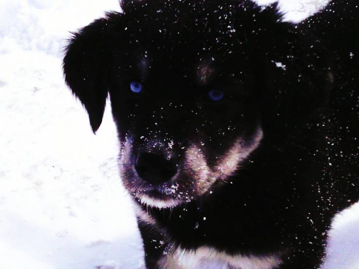 Blue Eyes - Femelle (4 mois)