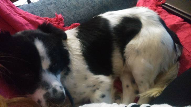leo - Mâle (11 mois)