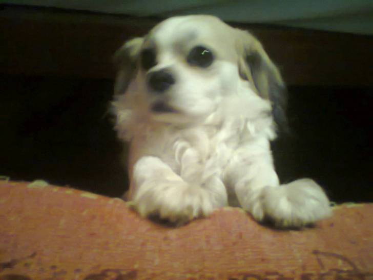 Mickey - Mâle (4 ans)