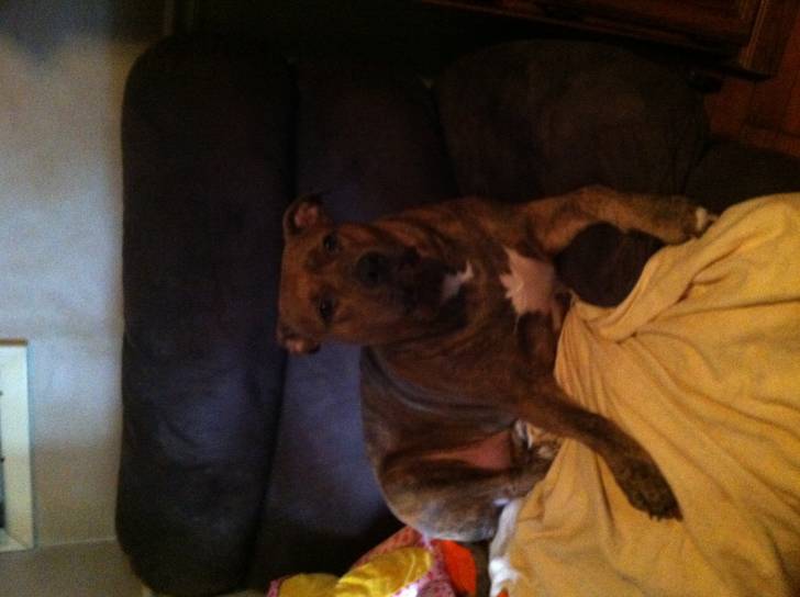 Molly - Femelle (2 ans)