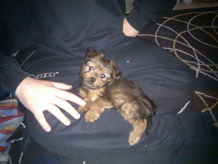 Leia - Femelle (1 an)