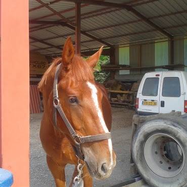 Baladin - Mâle (3 ans)