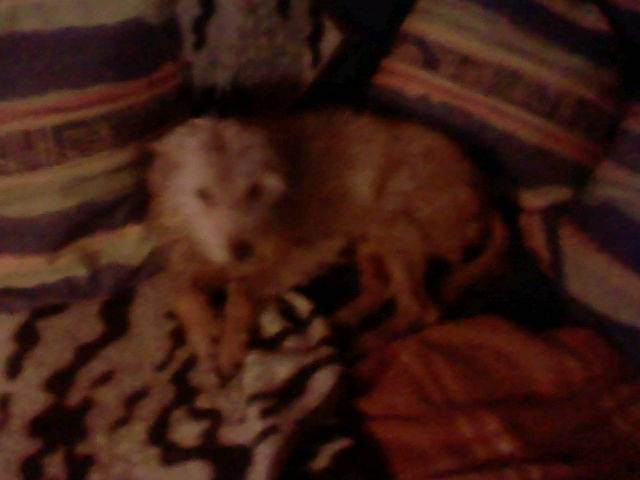 Hugo - Mâle (14 ans)