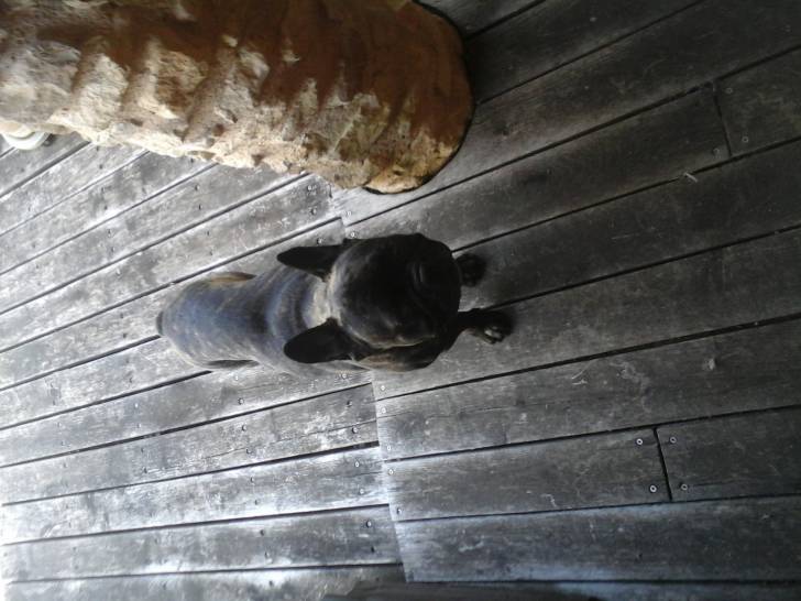 César - Mâle (6 ans)