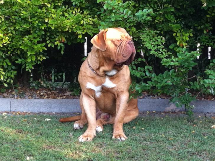 Ditto - Mâle (5 ans)