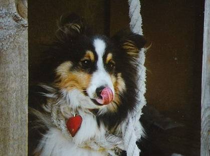 Lucky - Mâle (13 ans)