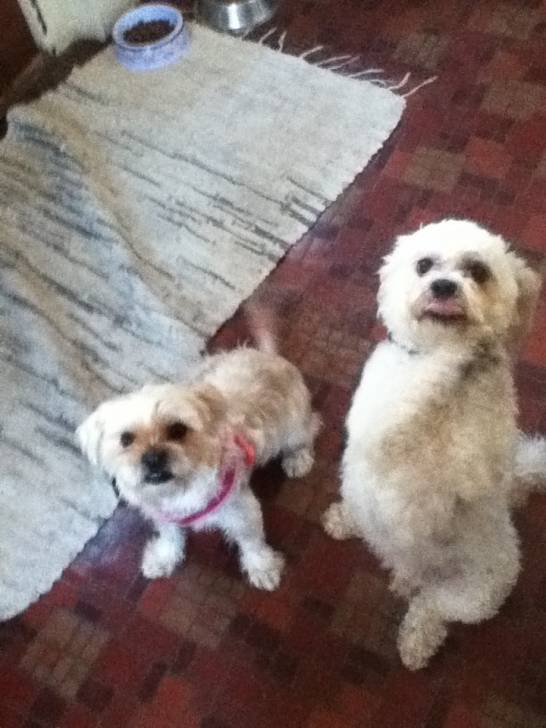 Peanut and Teddy - (1 mois)