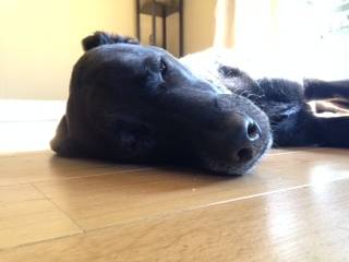 Lily - Femelle (4 ans)