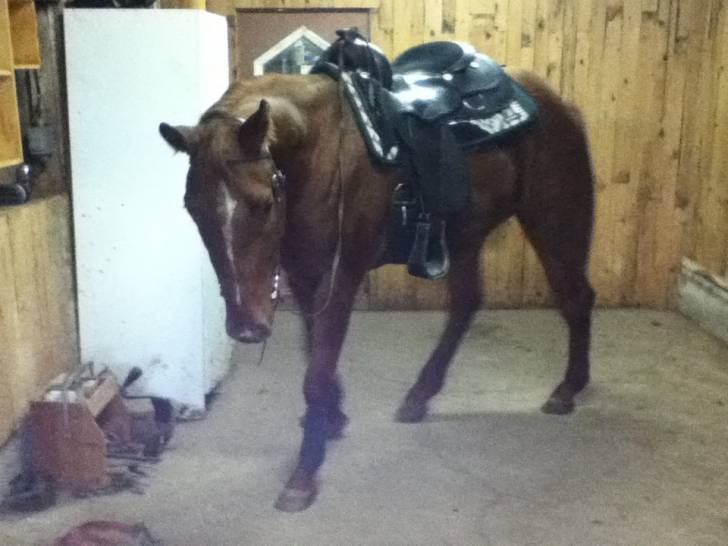 Tunder - Mâle (3 ans)