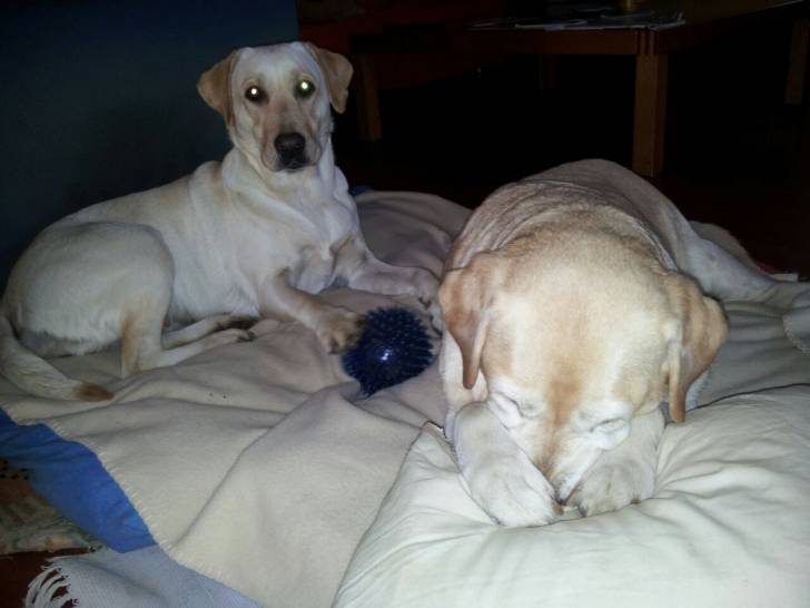 Lula e Alice? - Femelle (Autre)