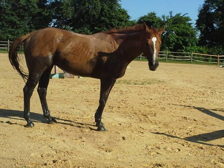 Skip - Mâle (5 ans)