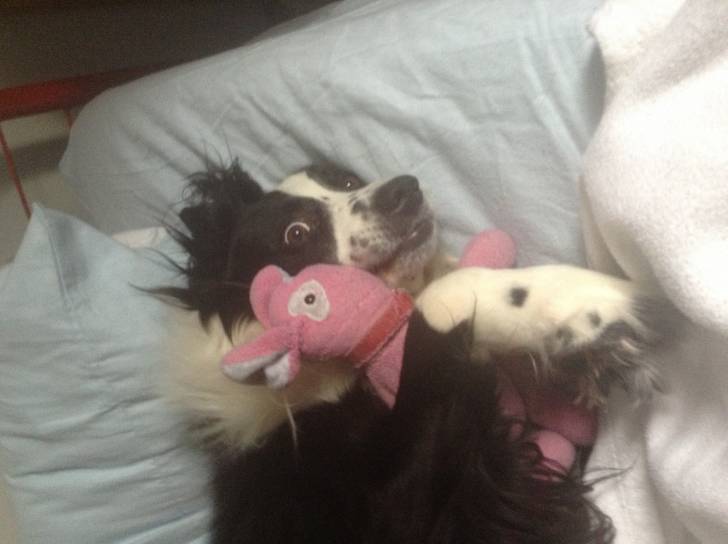 Jack - Mâle (5 ans)