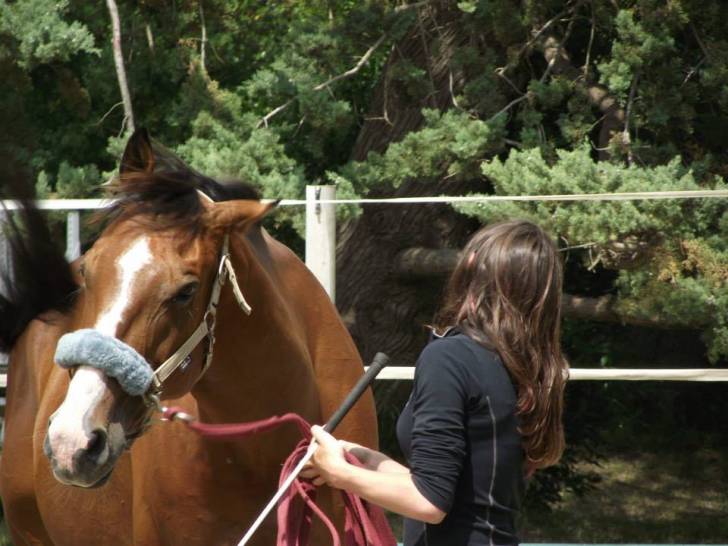 ROY STAR - Mâle (9 ans)