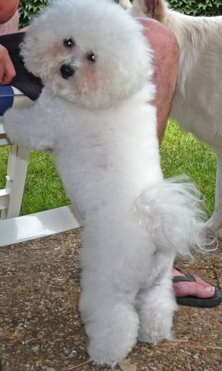 DINKY - (2 ans)