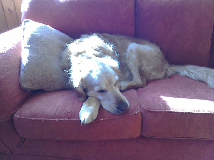 teya - Femelle (13 ans)