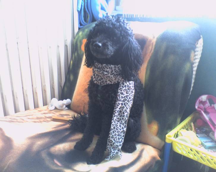 Ulysse - Mâle (11 ans)