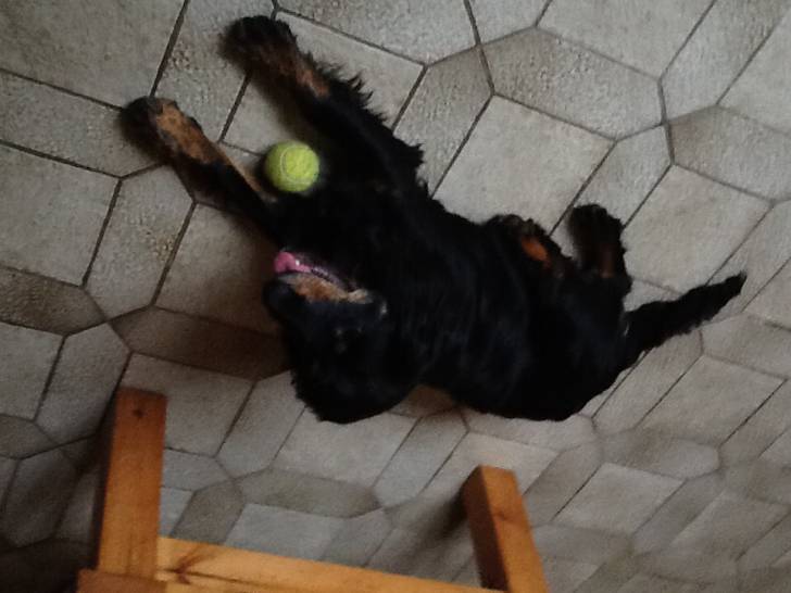 Pepsie - Femelle (7 mois)