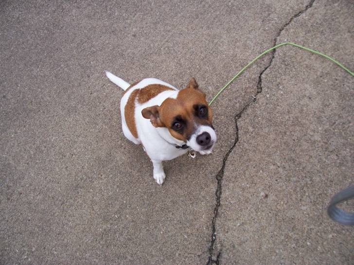 Truffles - (8 ans)