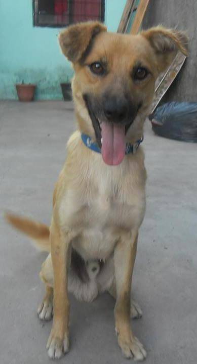Flaco Largo - Mâle (4 ans)