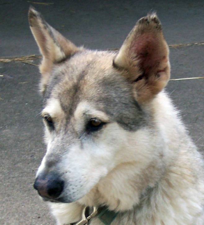 Aurealis - (14 ans)