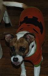 Truffles - (8 ans)