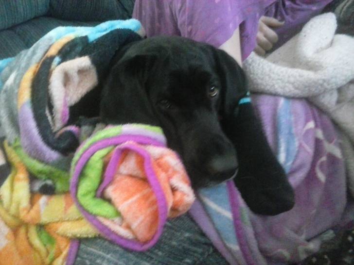 shayla - Femelle (2 ans)