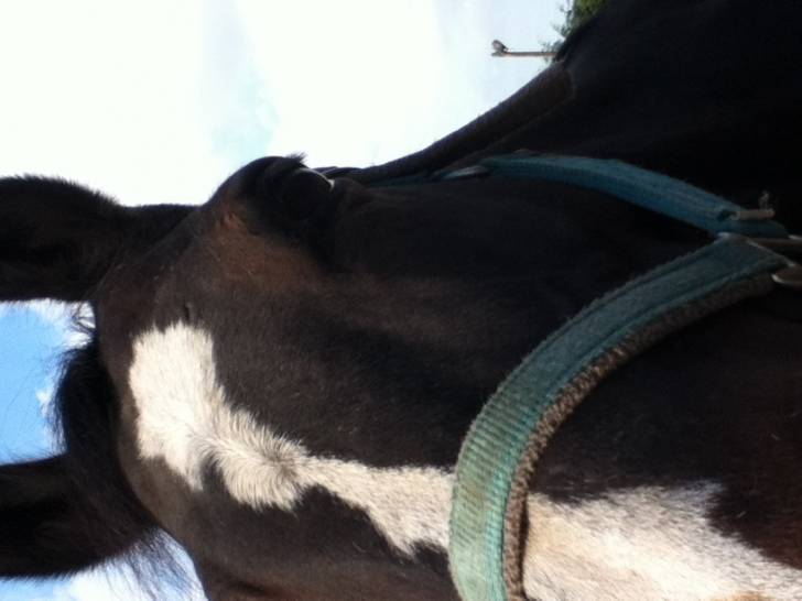 Enzo - Mâle (11 ans)