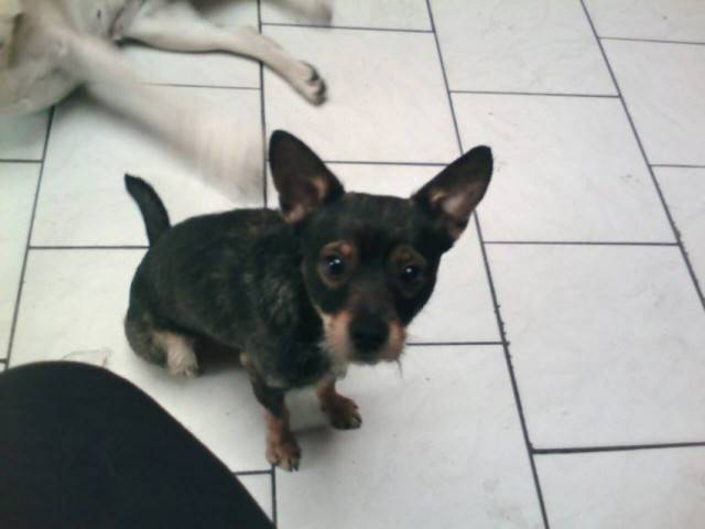 Billy - Mâle (3 mois)