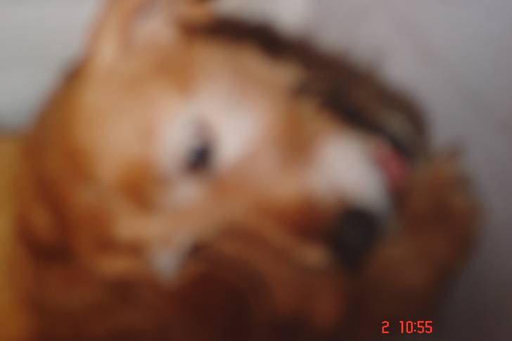Tommette - (9 mois)