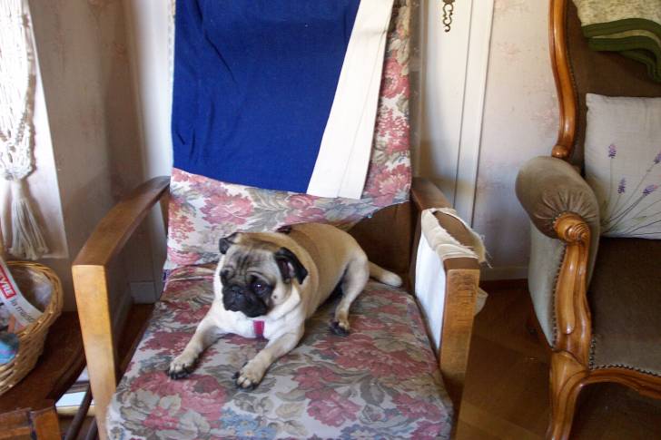 Chanel - Femelle (3 ans)