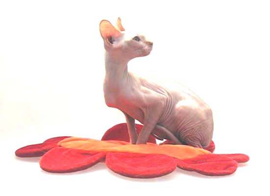Sphynx -