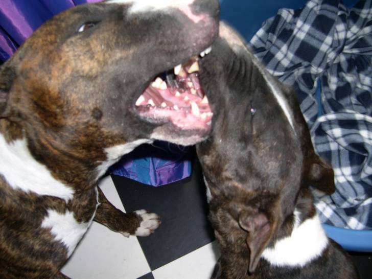 Massacre à la tronchonneuse -