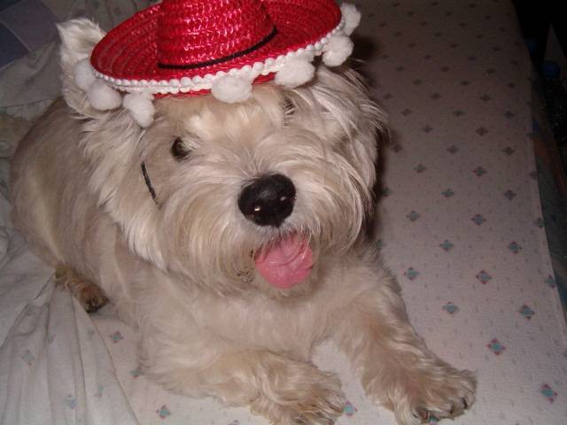 calline :&quot; ola mon sombrero &quot; -