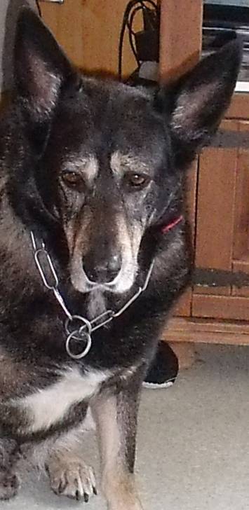 rex - Mâle (10 ans)