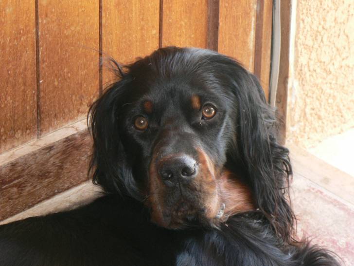 arton - Mâle (5 ans)