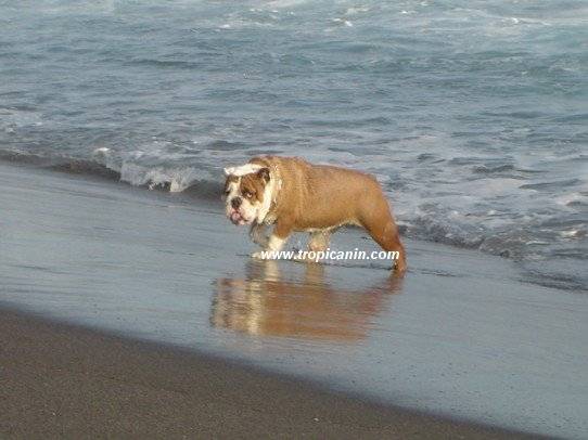 notre bulldog anglais -