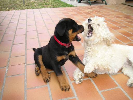 Aïka et Doggy -