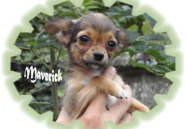 Maverick, petite miniature poil long -