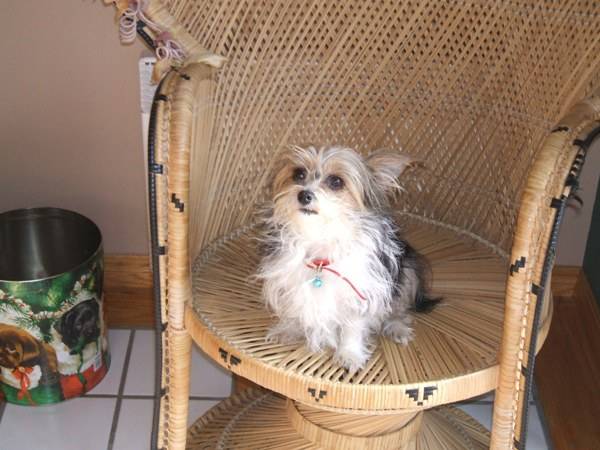 angel sur la chaise -