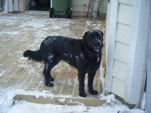 Maya - Femelle (2 ans)