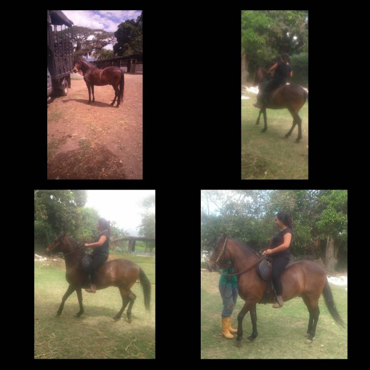 Travieso Villamanuela - Mâle (12 ans)