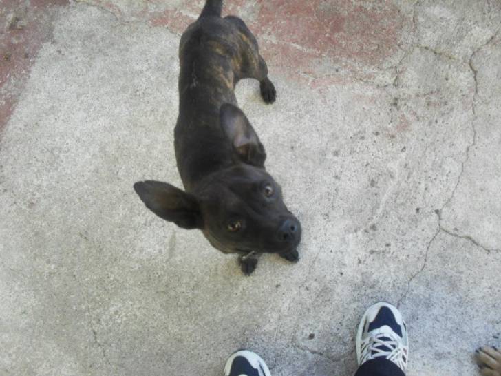 Jack - Mâle (4 ans)