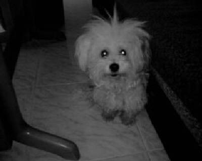 Laika - (8 ans)