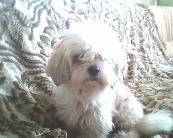 Dolly - Femelle (8 ans)