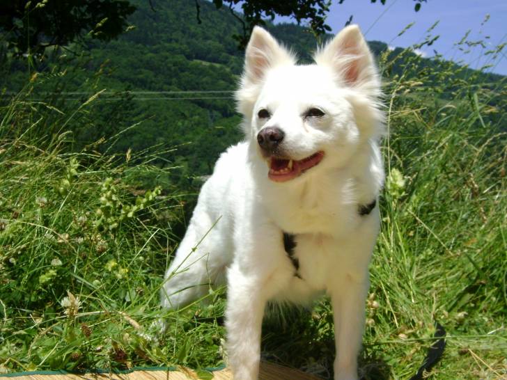 Gipsy - (15 ans)