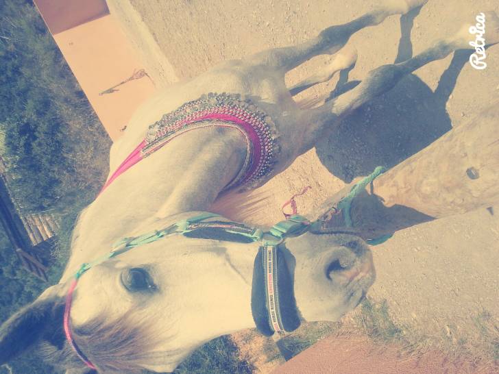 Tchispa - (3 ans)