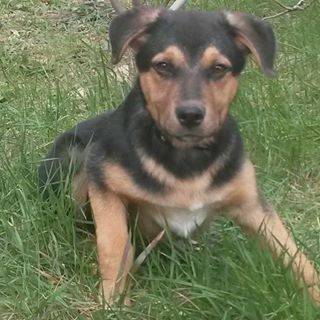 Dixie - (6 mois)